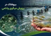 بیوفلاک در پرورش میگوی وانامی