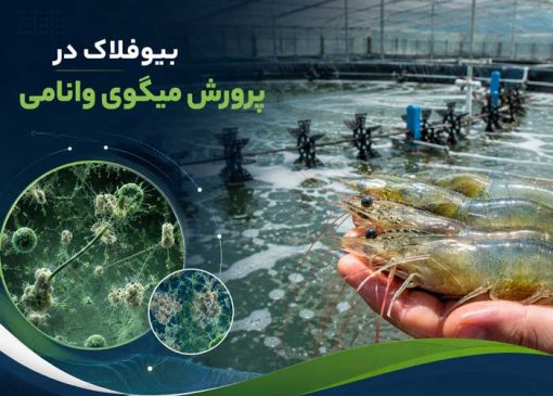 بیوفلاک در پرورش میگوی وانامی