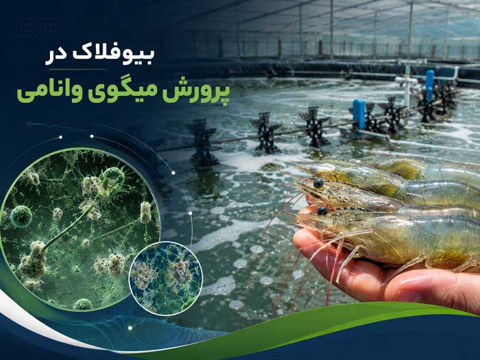 بیوفلاک در پرورش میگوی وانامی